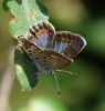 Plebejus argus