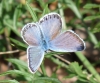 Plebejus argus