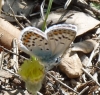 Plebejus argus