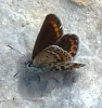 Plebejus argus