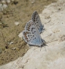 Plebejus argus