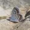 Plebejus argus