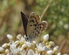 Plebejus argus