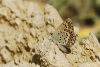 Plebejus argus
