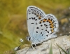 Plebejus argus
