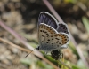 Plebejus argus