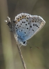 Plebejus argus