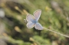 Plebejus argus
