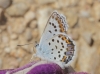Plebejus argus