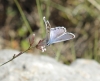 Plebejus argus