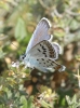 Plebejus argus