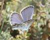 Plebejus argus