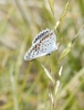 Plebejus argus