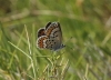 Plebejus argus