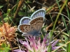 Plebejus argus