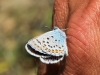 Plebejus argus