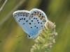 Plebejus argus