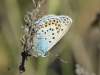 Plebejus argus