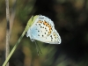 Plebejus argus