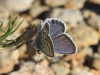 Plebejus argus