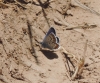 Plebejus argus