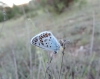 Plebejus argus