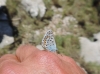 Plebejus argus