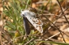 Plebejus argus