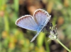 Plebejus argus
