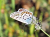 Plebejus argus