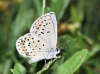 Plebejus argus