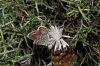 Plebejus argus