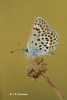 Plebejus argus