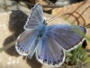 Plebejus argus