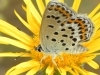 Plebejus argus