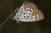 Plebejus argus