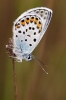 Plebejus argus