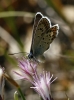 Plebejus argus