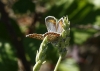 Plebejus argus