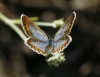 Plebejus argus
