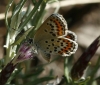 Plebejus argus