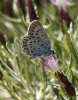 Plebejus argus