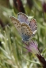 Plebejus argus