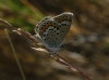 Plebejus argus