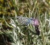 Plebejus argus