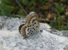 Plebejus argus