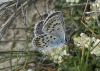 Plebejus argus
