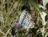 Plebejus argus