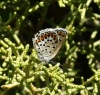 Plebejus argus