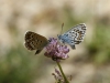 Plebejus argus